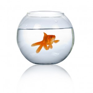 goldfish in an aquarium